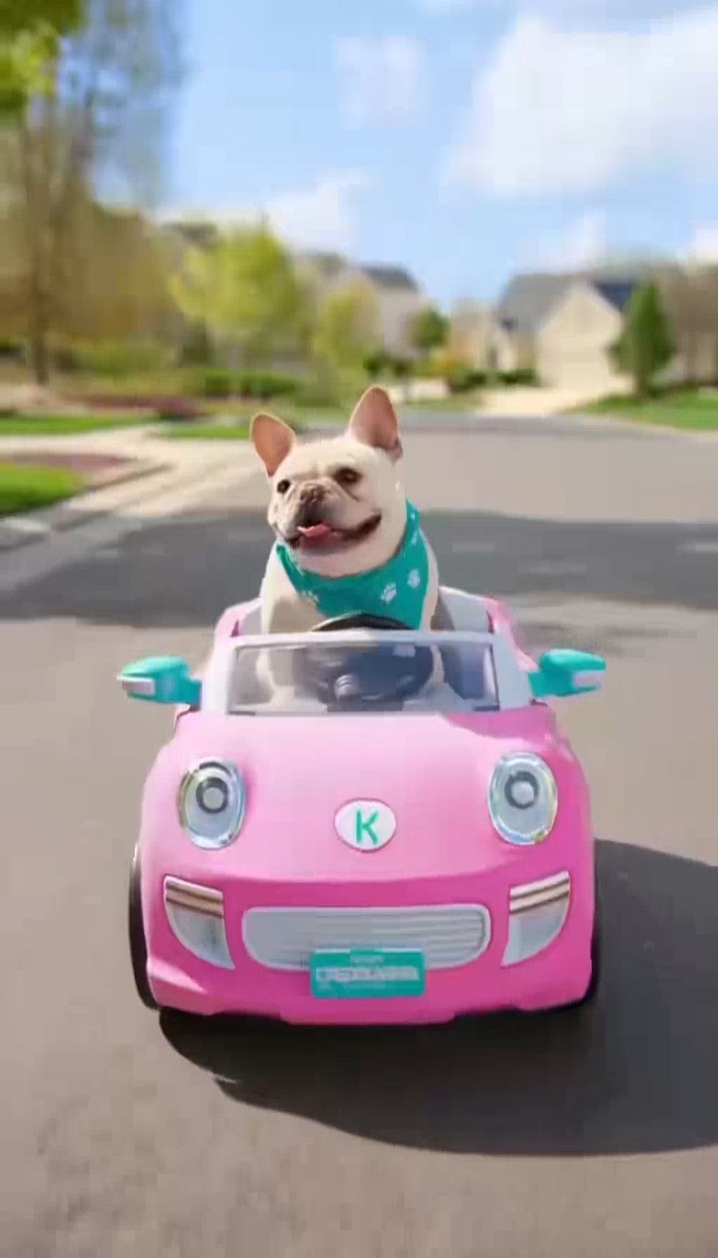 Pet Credit Promo